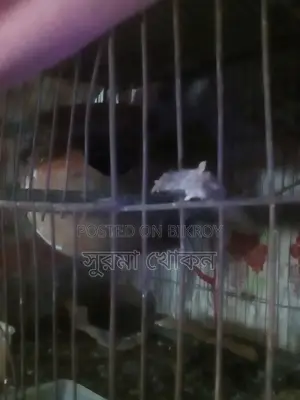 গুগু ও পাখি বিক্রি করা হবে।