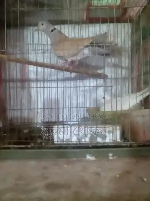 গুগু ও পাখি বিক্রি করা হবে।