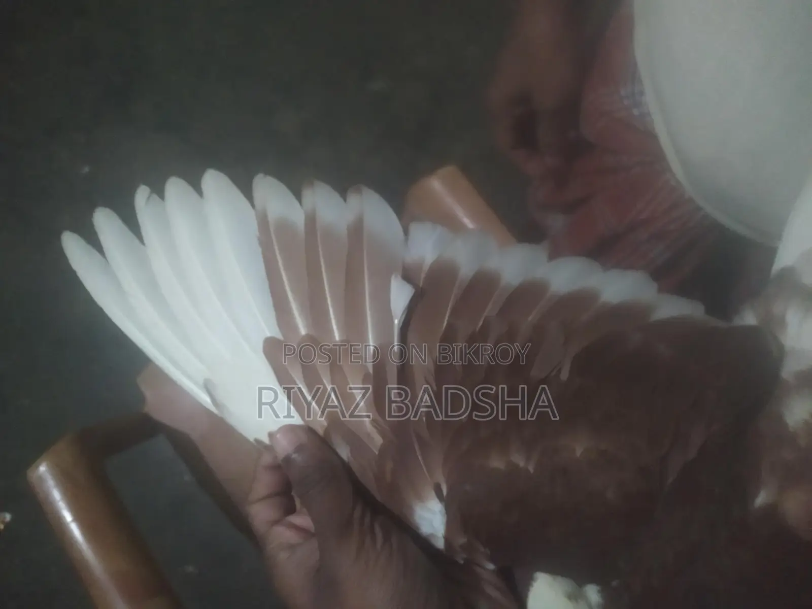 সিরাজি জোরা বিক্রি করা হবে