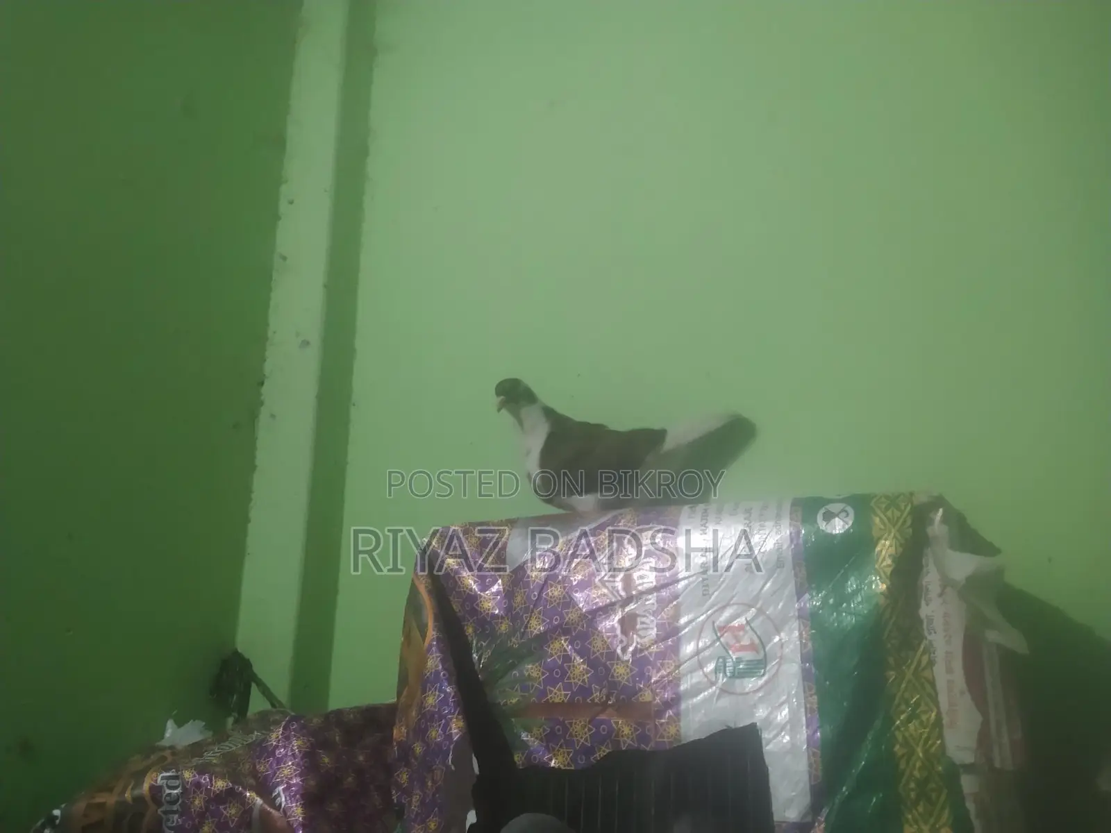 সিরাজি জোরা বিক্রি করা হবে