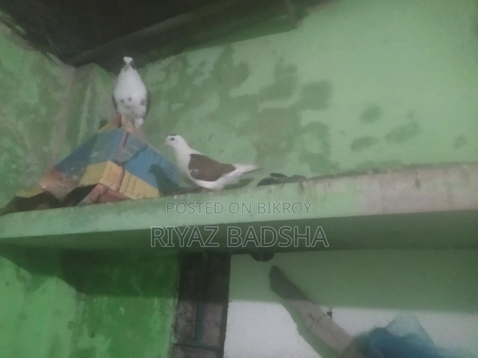 সিরাজি জোরা বিক্রি করা হবে