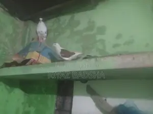 সিরাজি জোরা বিক্রি করা হবে