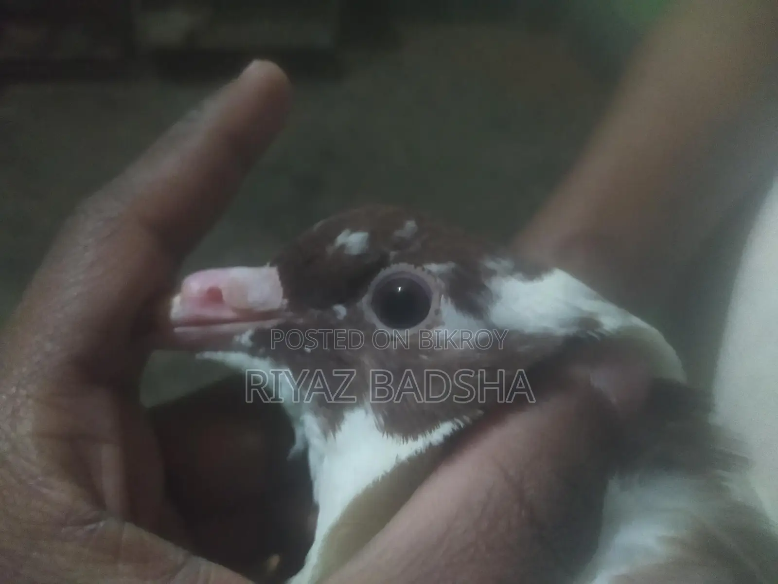 সিরাজি জোরা বিক্রি করা হবে