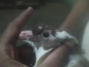 সিরাজি জোরা বিক্রি করা হবে