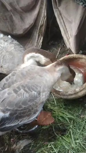 রাজহাঁস