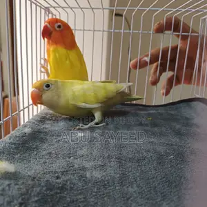 Premium Quality Lovebirds Available