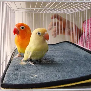 Premium Quality Lovebirds Available