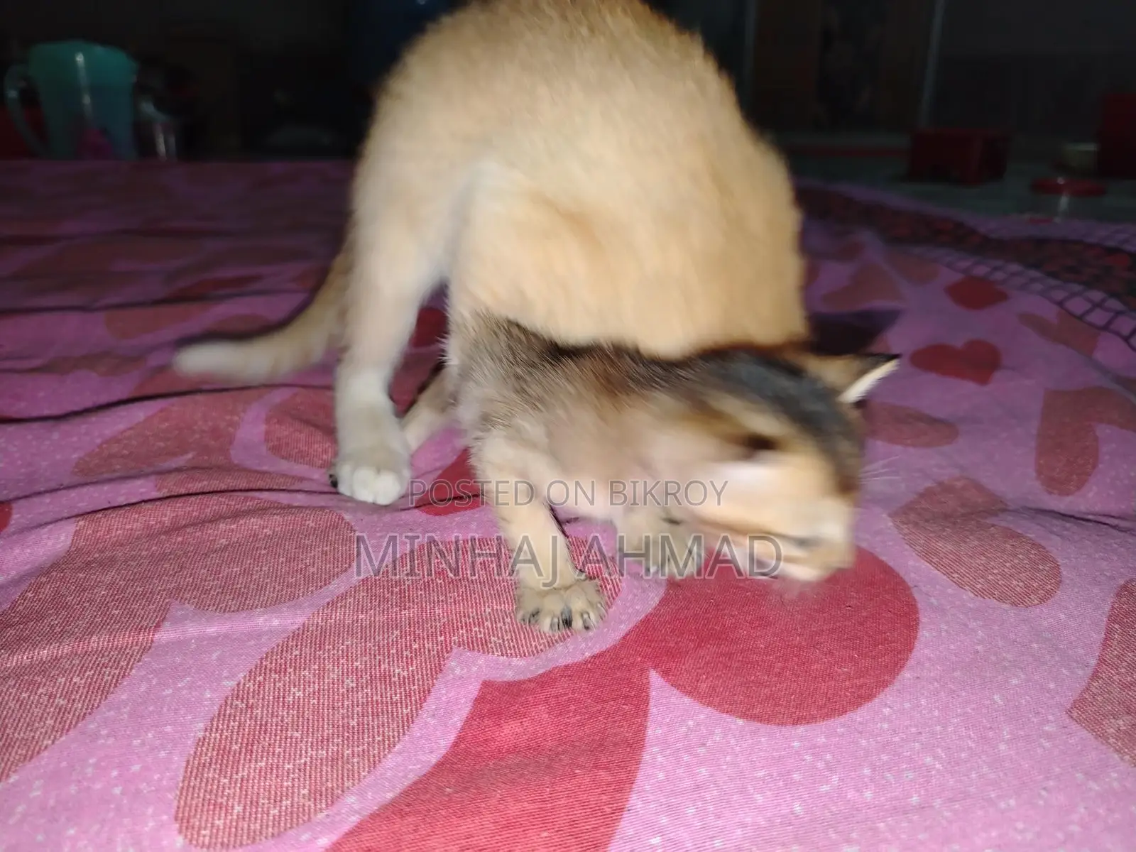 একটি বিড়াল ছানার জন্য একটা পরিবার লাগবে