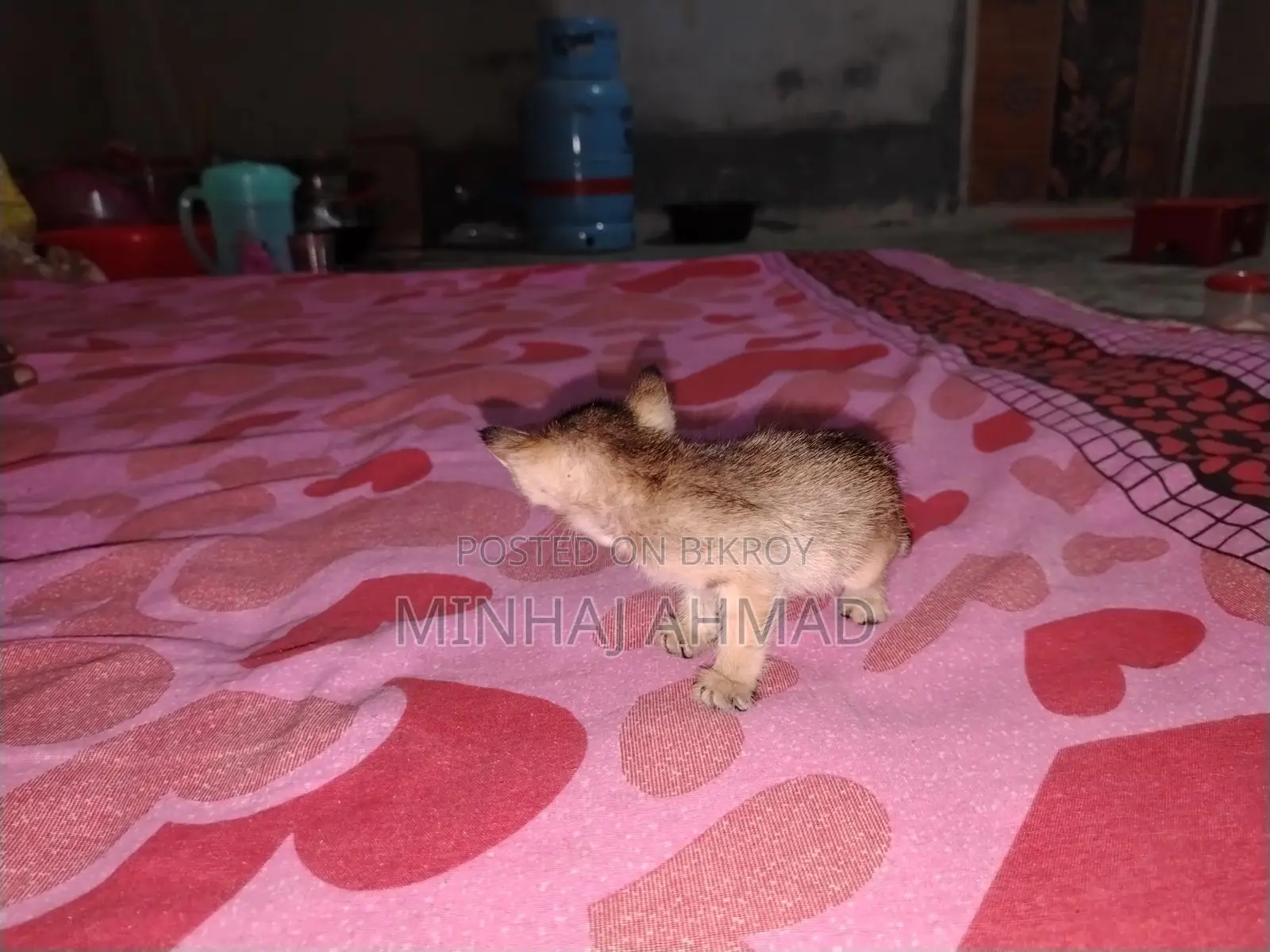 একটি বিড়াল ছানার জন্য একটা পরিবার লাগবে