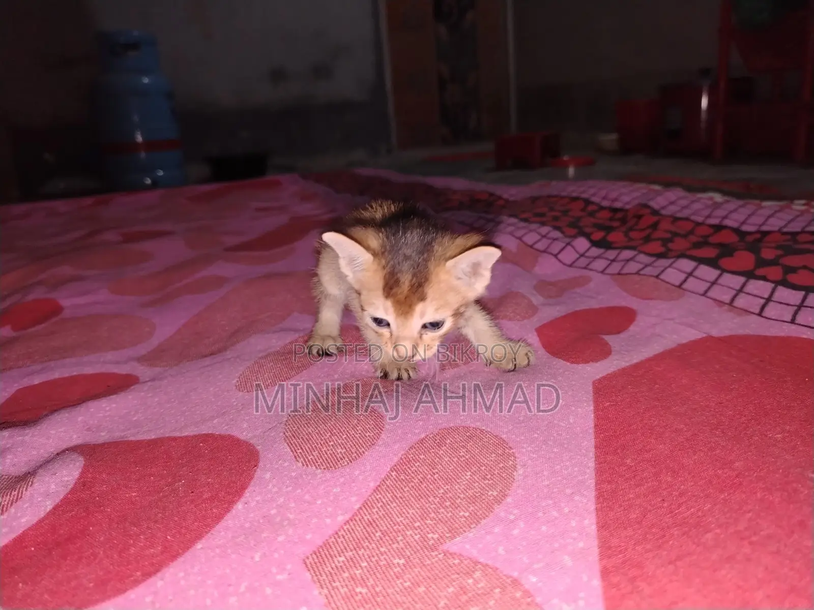 একটি বিড়াল ছানার জন্য একটা পরিবার লাগবে