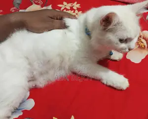 Feilin Persian Cat ( Female)