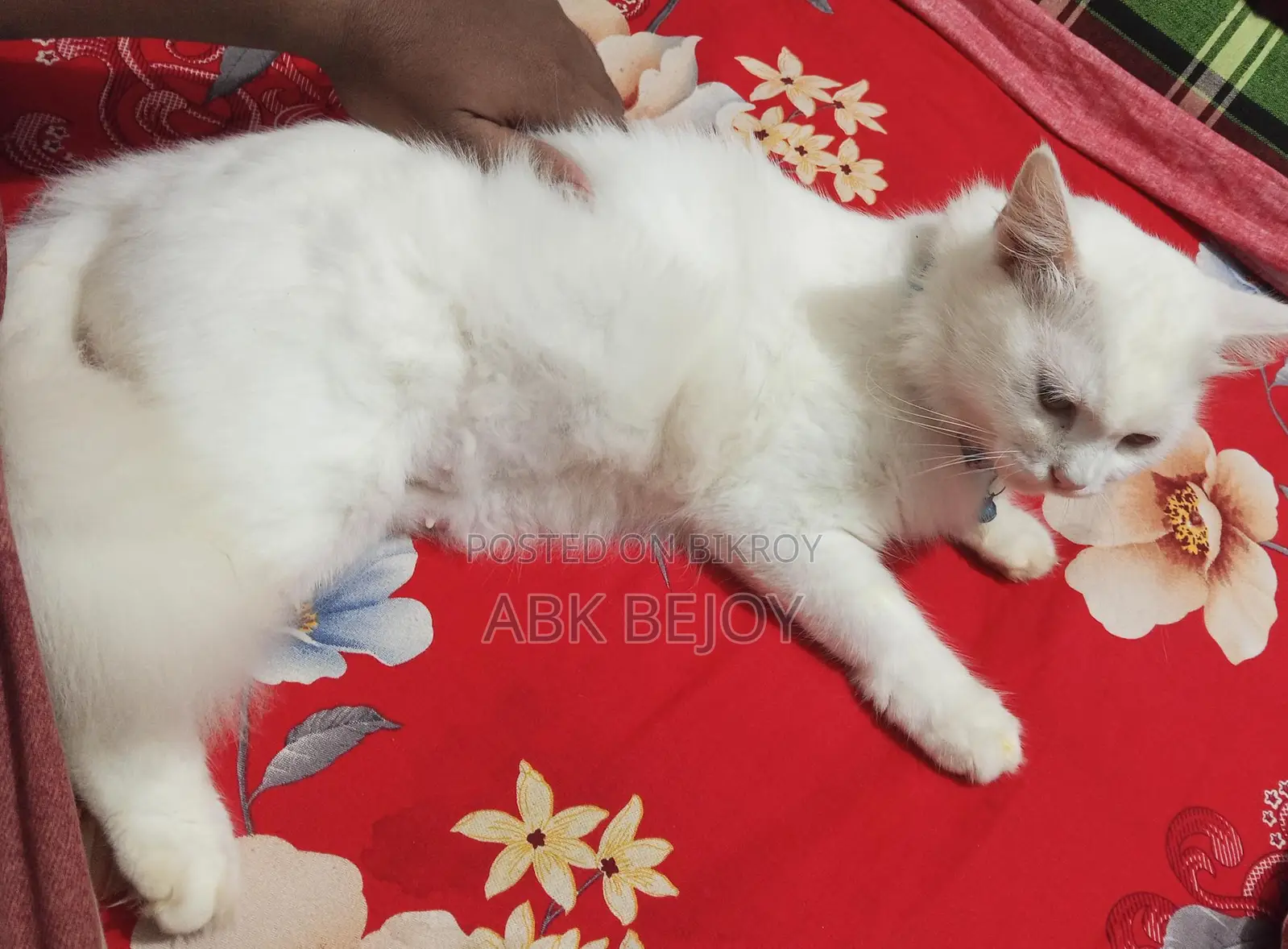 Feilin Persian Cat ( Female)