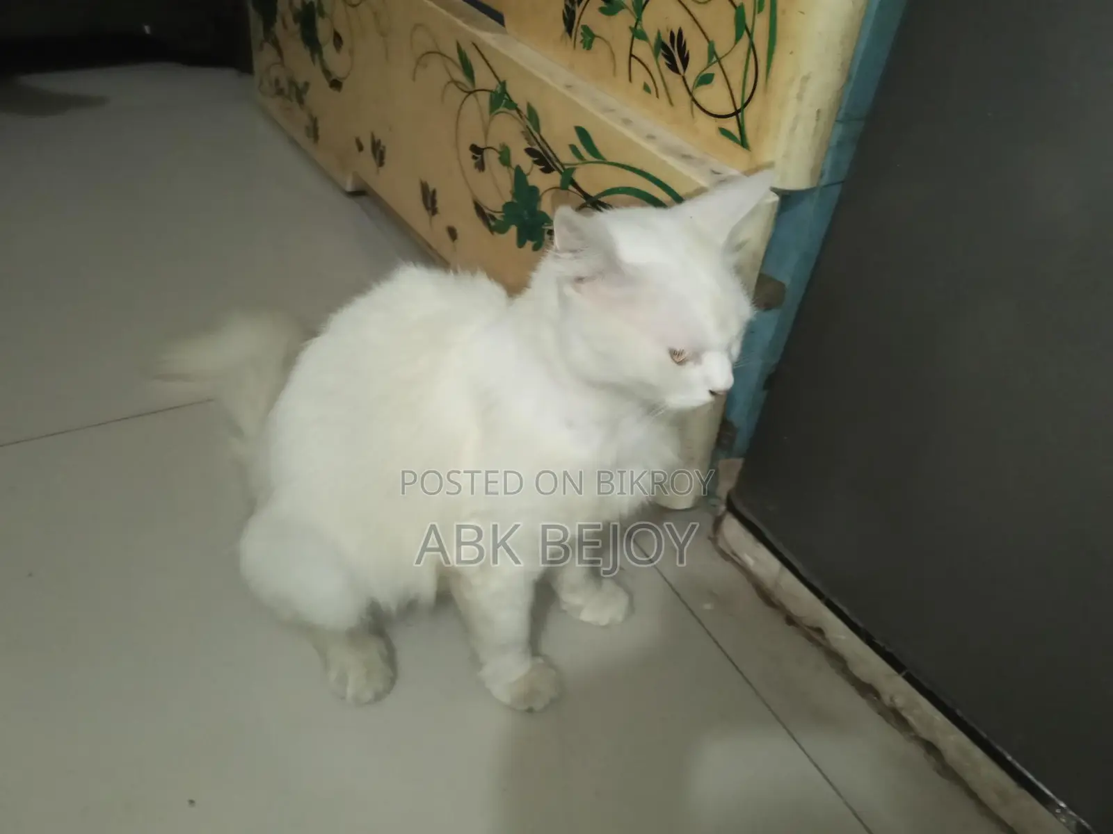 Feilin Persian Cat ( Female)