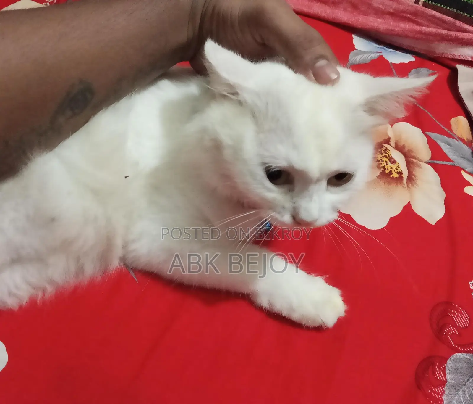 Feilin Persian Cat ( Female)