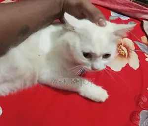 Feilin Persian Cat ( Female)