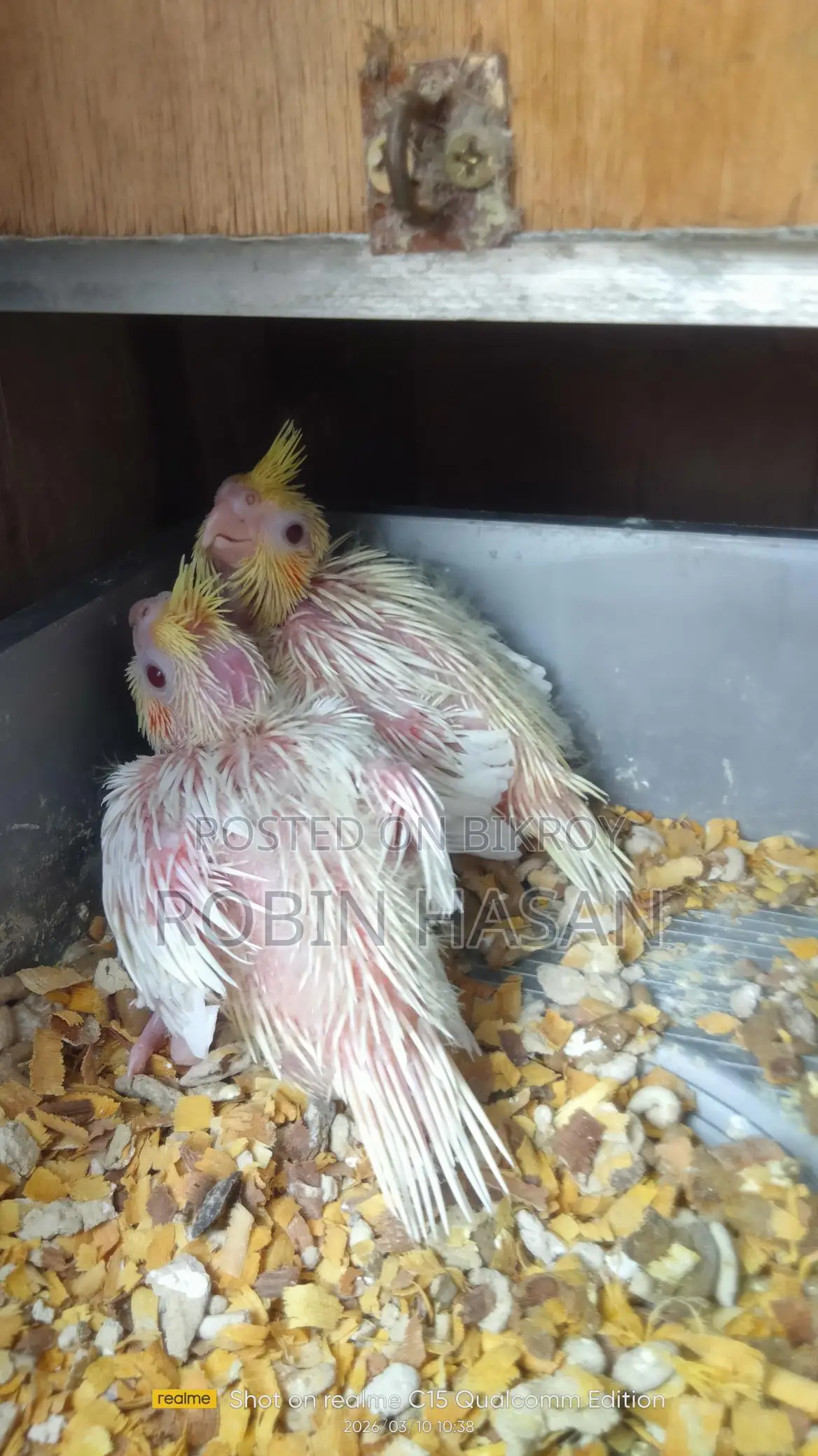 Cockatiel Bird Chicks