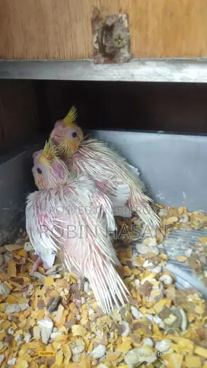 ককাটেল পাখির বাচ্চা