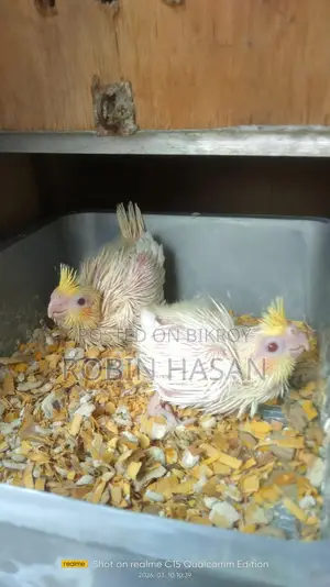 Cockatiel Bird Chicks