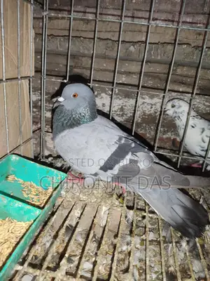 Buno Kobutar