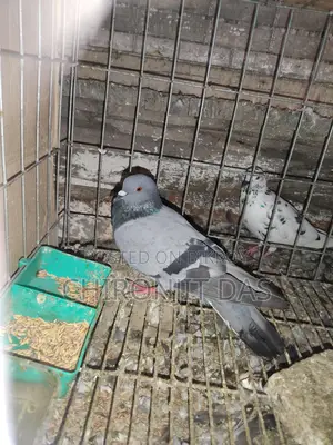 Wild Pigeon