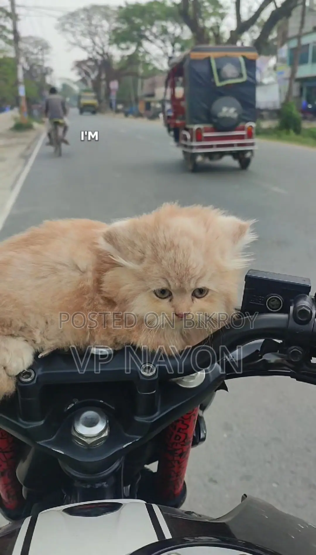 Cat Kittens for Sale