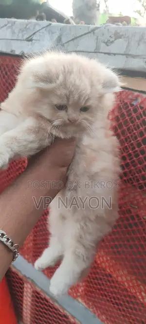 Cat Kittens for Sale