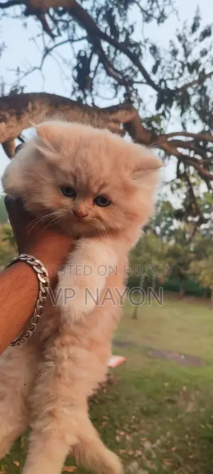 Cat Kittens for Sale