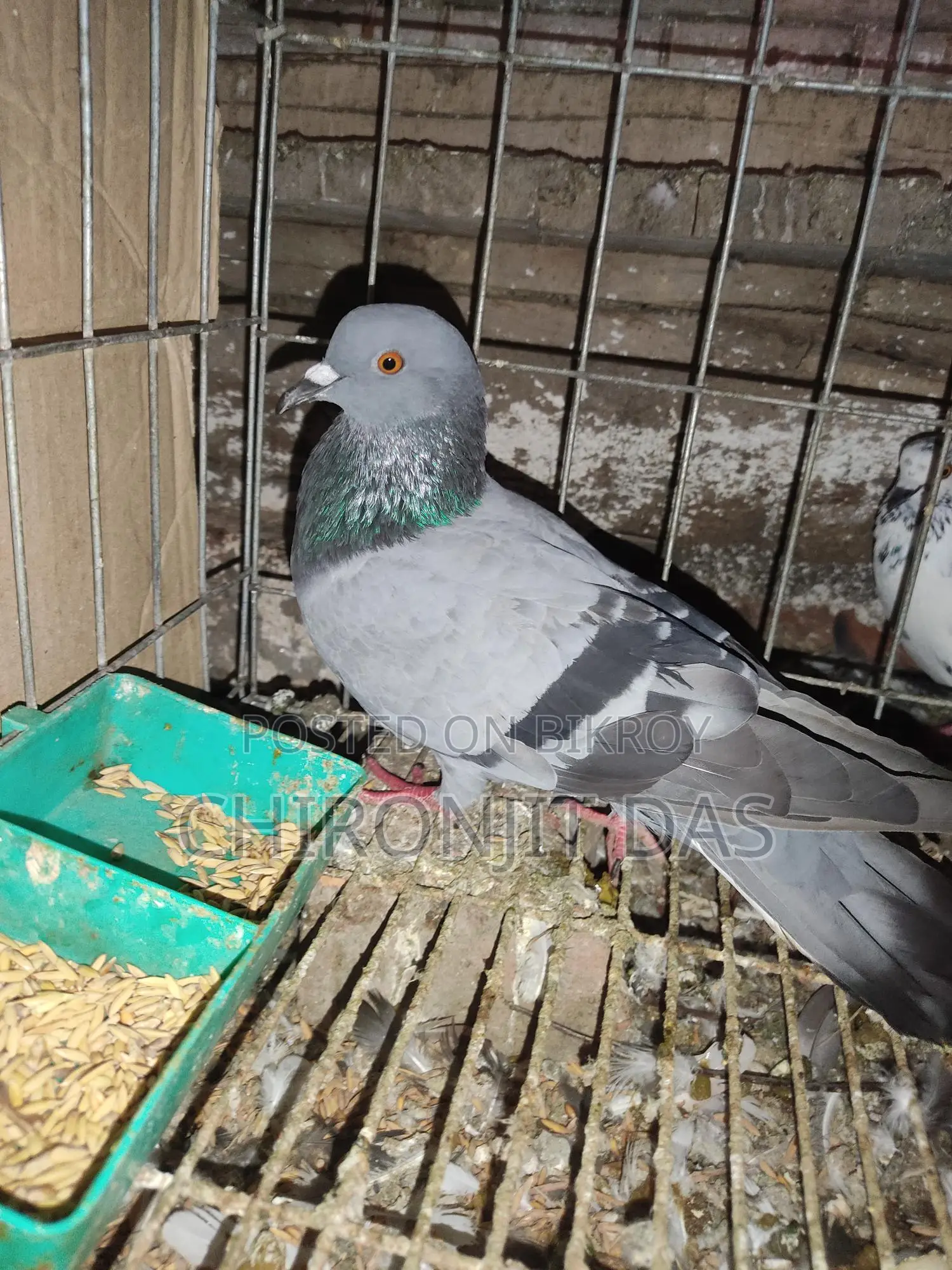 Wild Pigeon