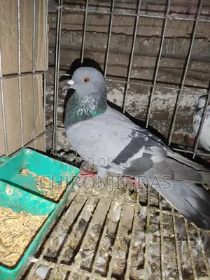Wild Pigeon