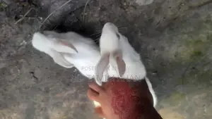 খরগোস