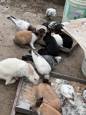 Rabbit for sale