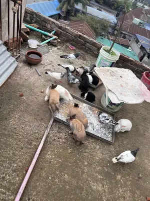 Rabbit for sale