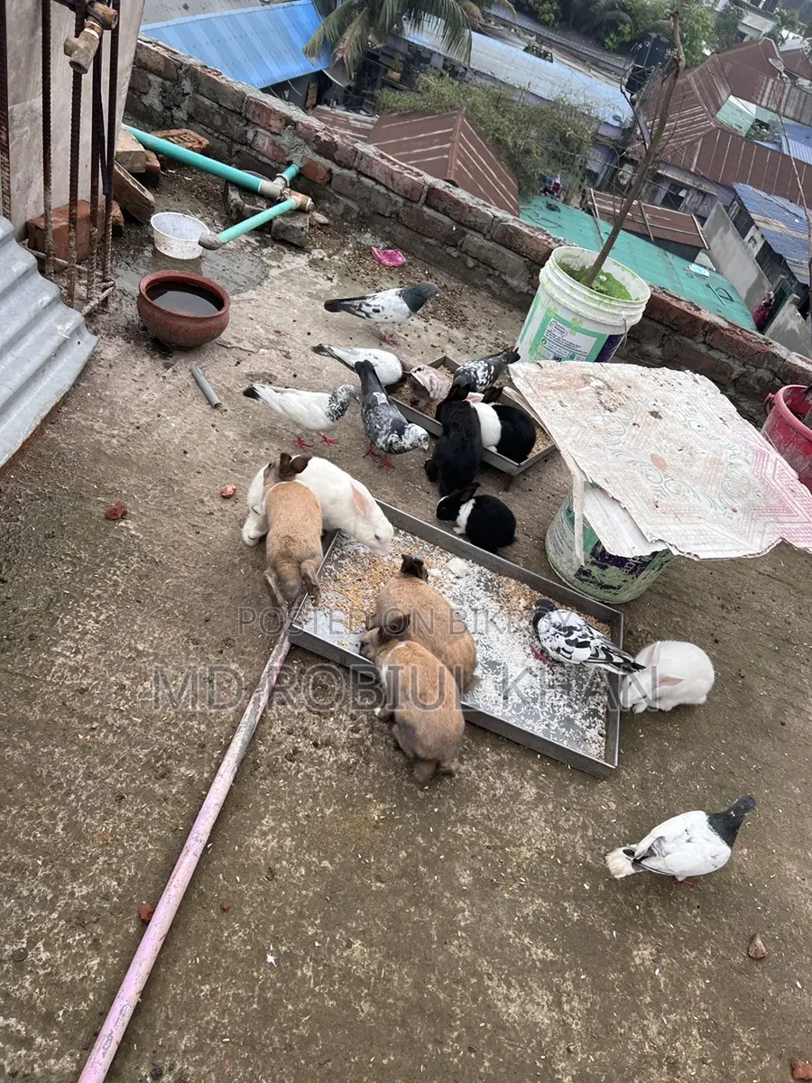Rabbit for sale