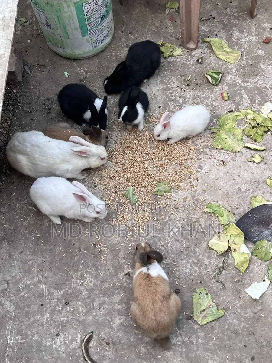 Rabbit for sale