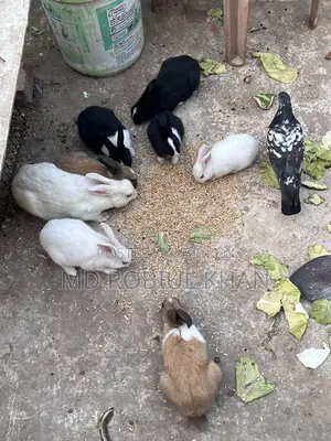 Rabbit for sale