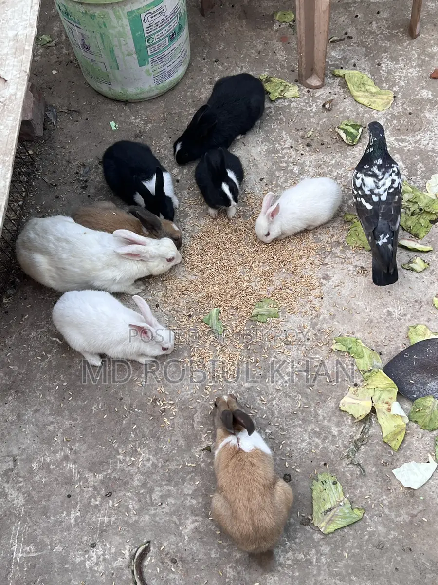 Rabbit for sale