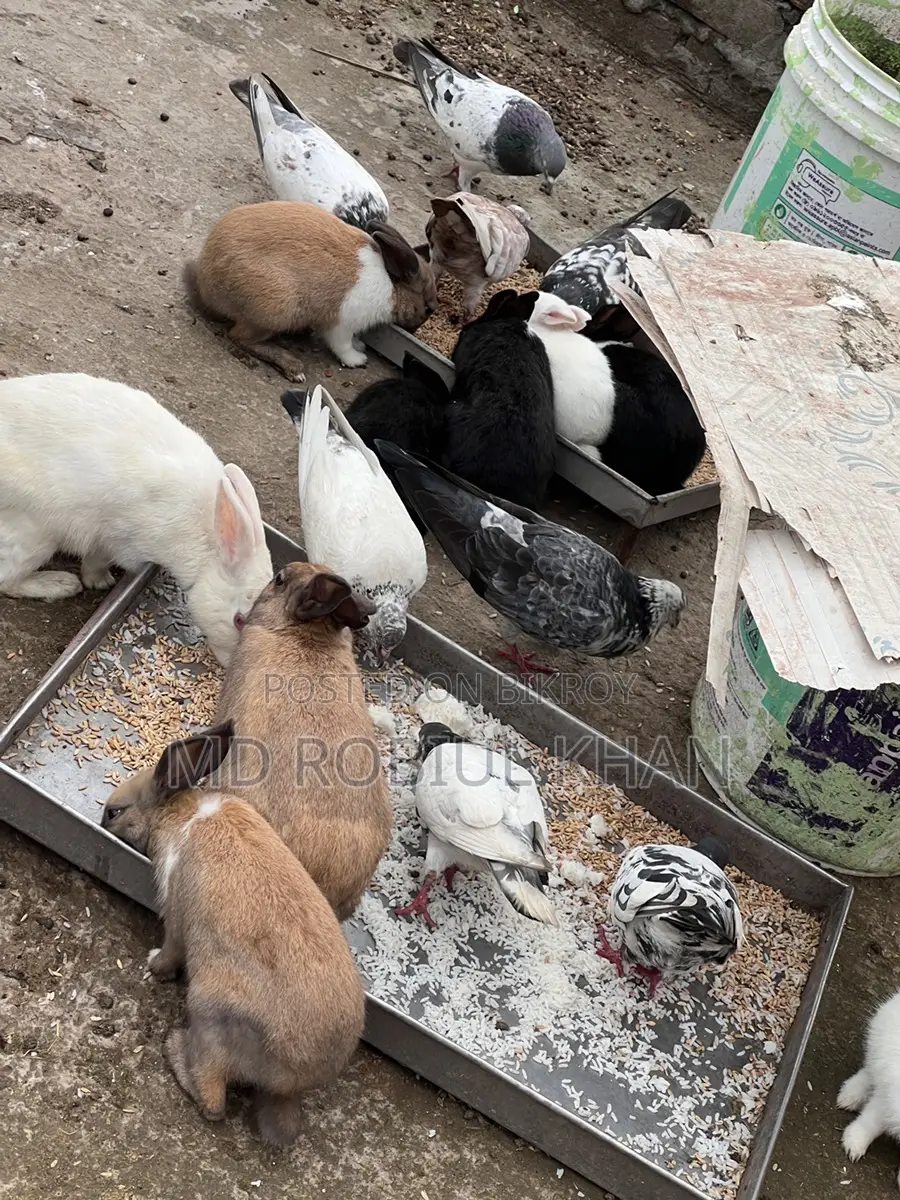 Rabbit for sale