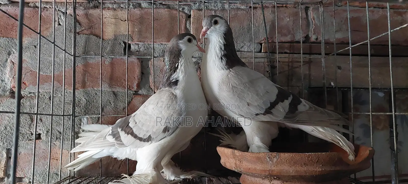 Silver Siraji Pigeon