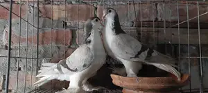 Silver Siraji Pigeon