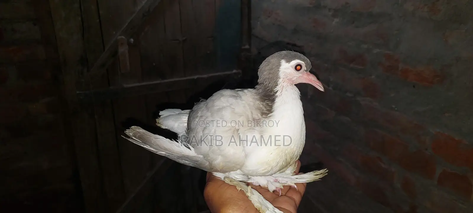 Silver Siraji Pigeon
