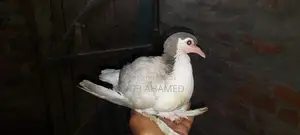 Silver Siraji Pigeon