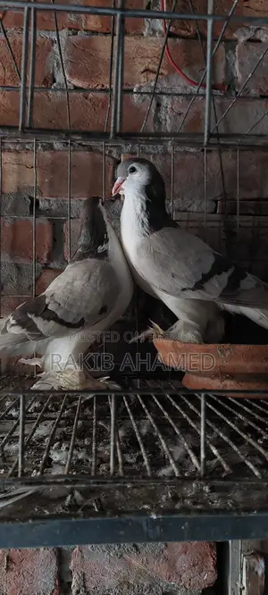 Silver Siraji Pigeon