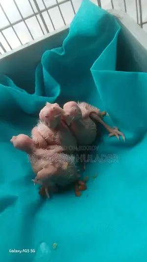 এ্যলবিনিও‌ ককটেল পাখির বাচ্চা