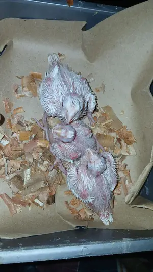 এ্যলবিনিও‌ ককটেল পাখির বাচ্চা