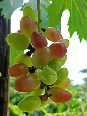 বিদেশী মিষ্টি জাতের আংগুর চারা।