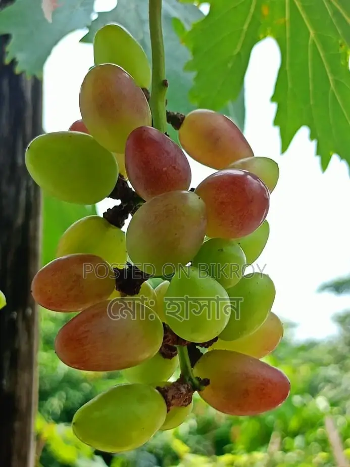 বিদেশী মিষ্টি জাতের আংগুর চারা।