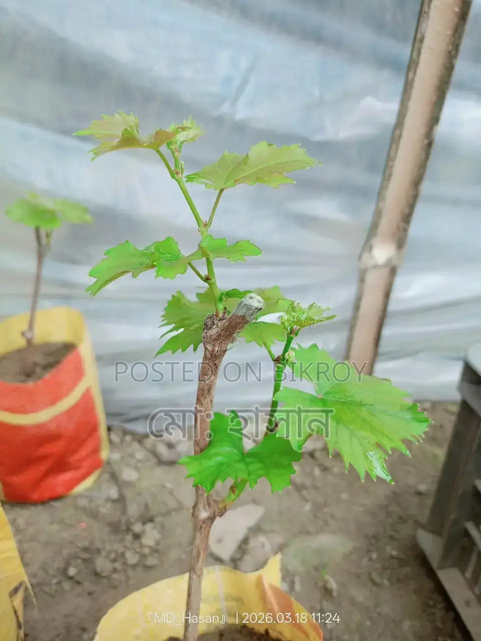 বিদেশী মিষ্টি জাতের আংগুর চারা।