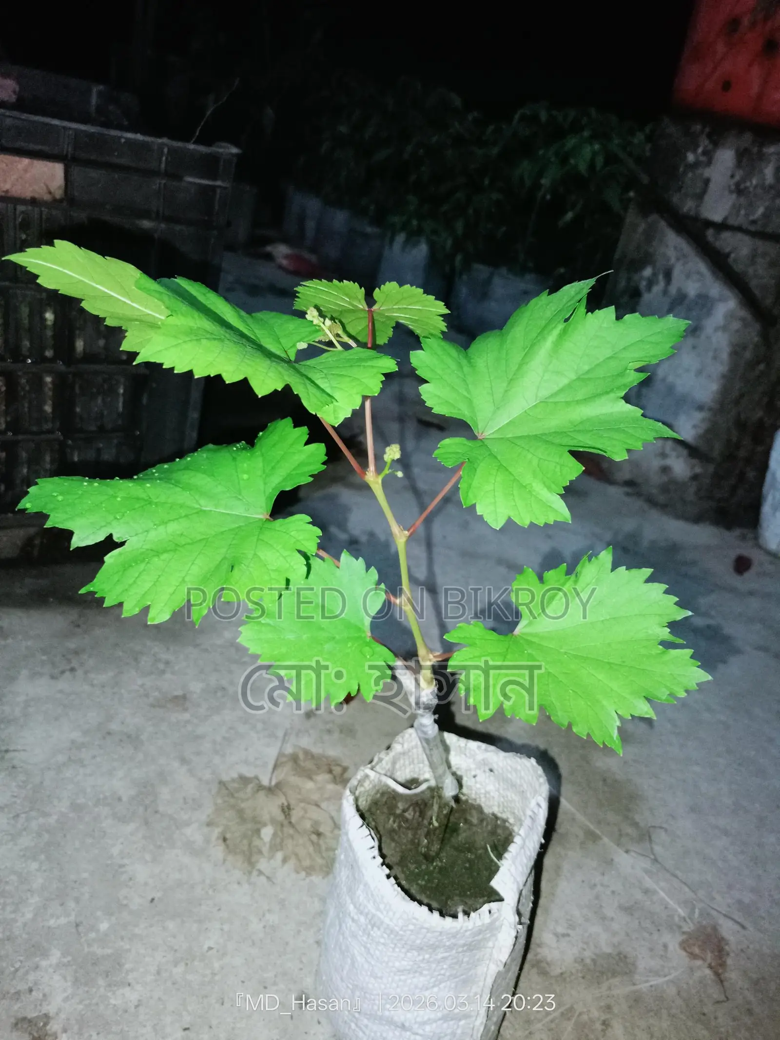 বিদেশী মিষ্টি জাতের আংগুর চারা।