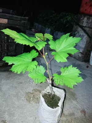 বিদেশী মিষ্টি জাতের আংগুর চারা।