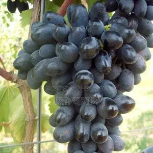 বিদেশী মিষ্টি জাতের আংগুর চারা।